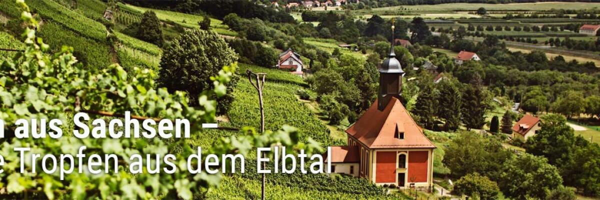 Wein aus Sachsen - feine Tropfen aus dem Elbtal